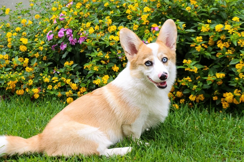 American Corgi
