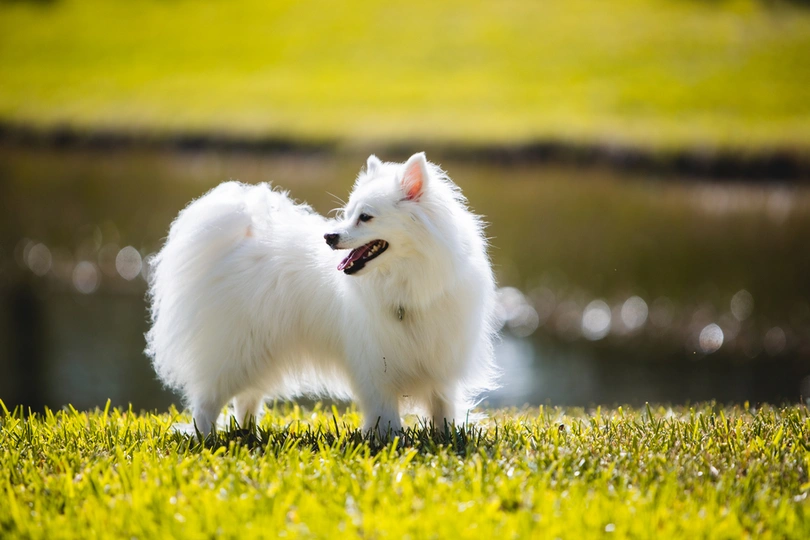 American Eskimo Dog