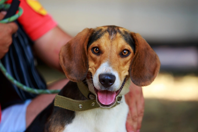 American Foxhound