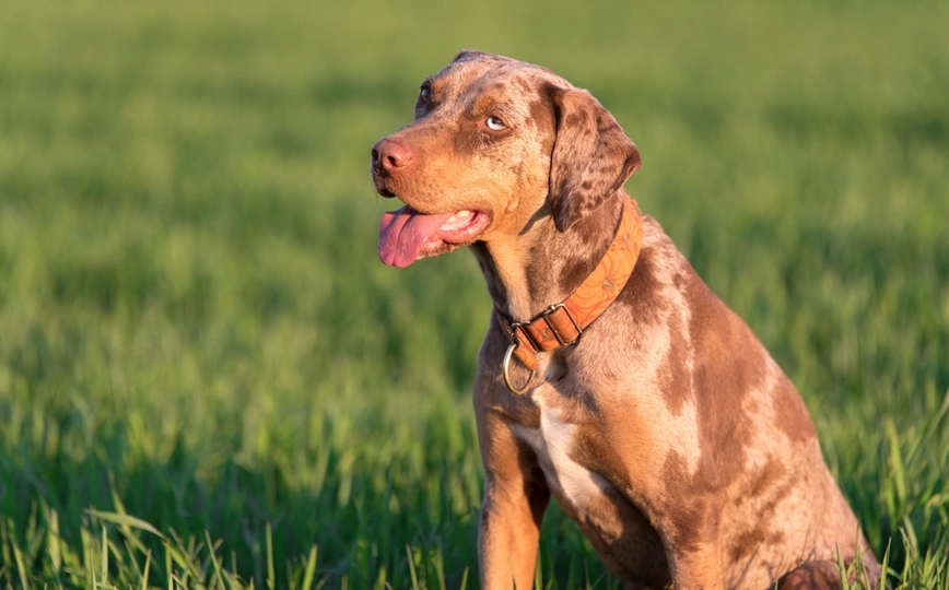American Leopard Hound