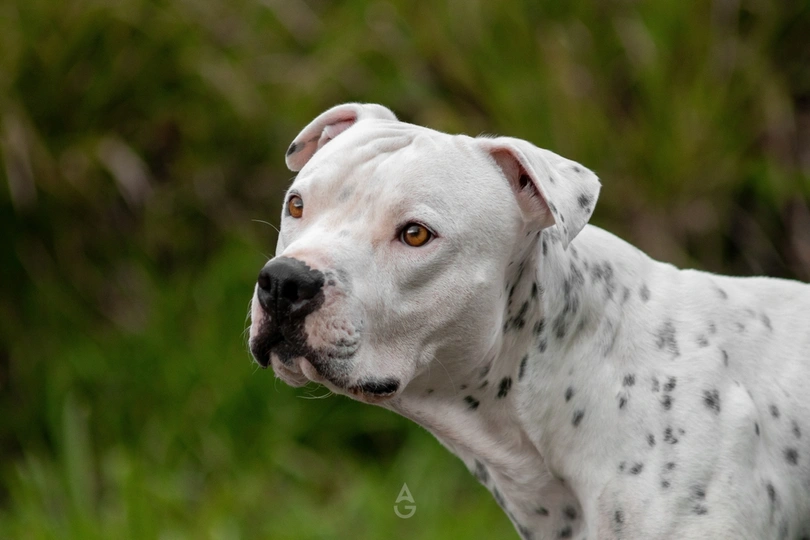 American Pit Bull Terrier