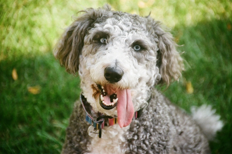 Huskipoo
