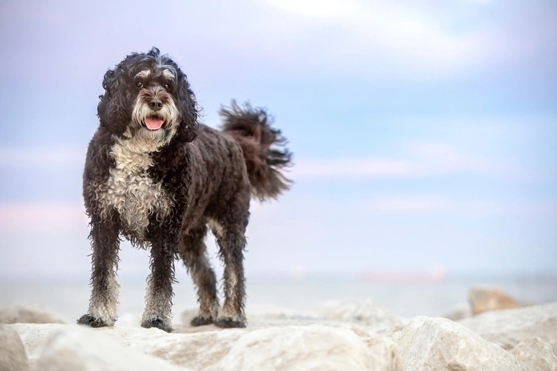 Miniature Bernese Mountain Dog