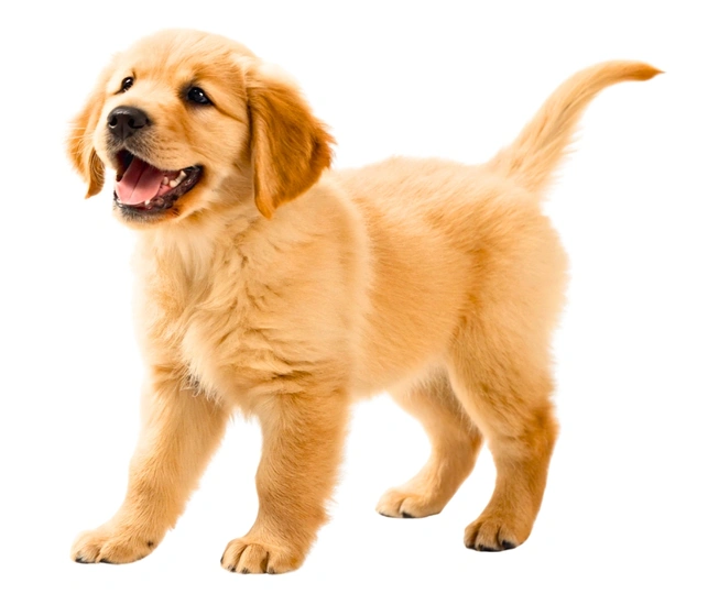 Miniature Golden Retriever