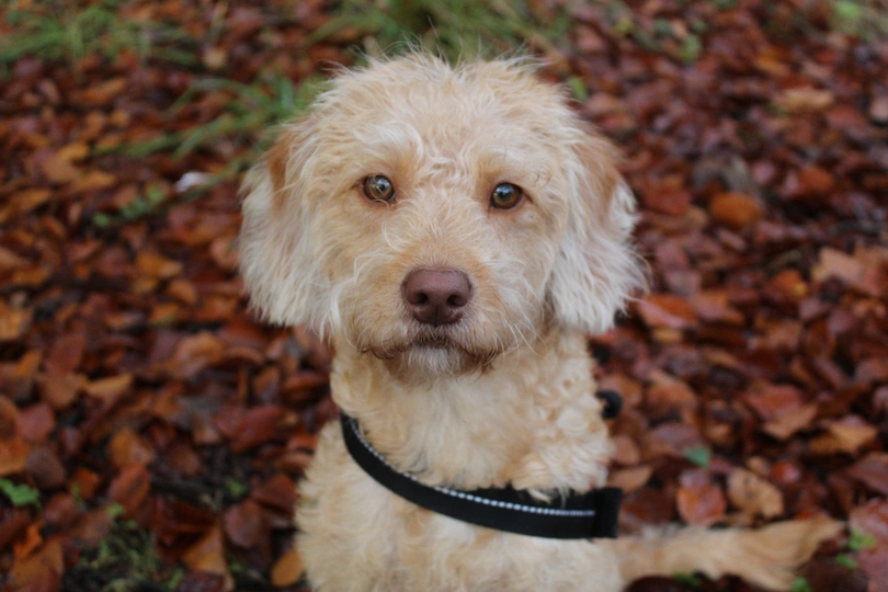 Miniature Labradoodle