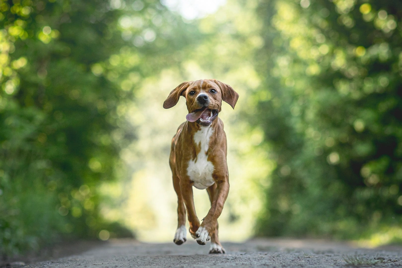Portuguese Pointer