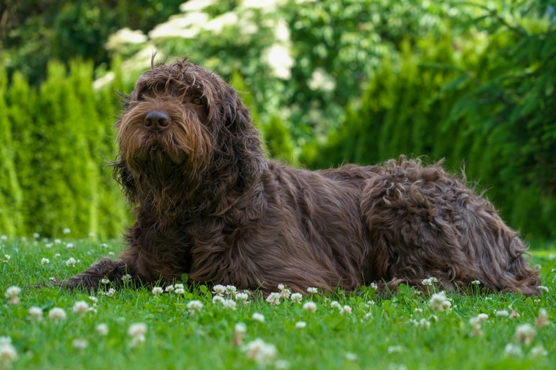 Pudelpointer