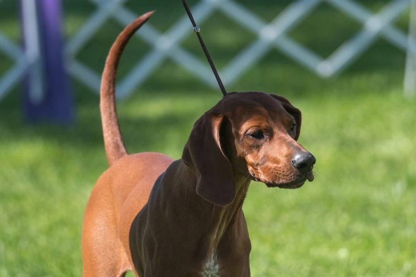 Redbone Coonhound
