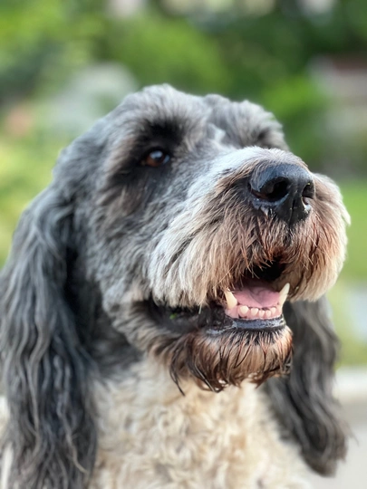Saint Berdoodle