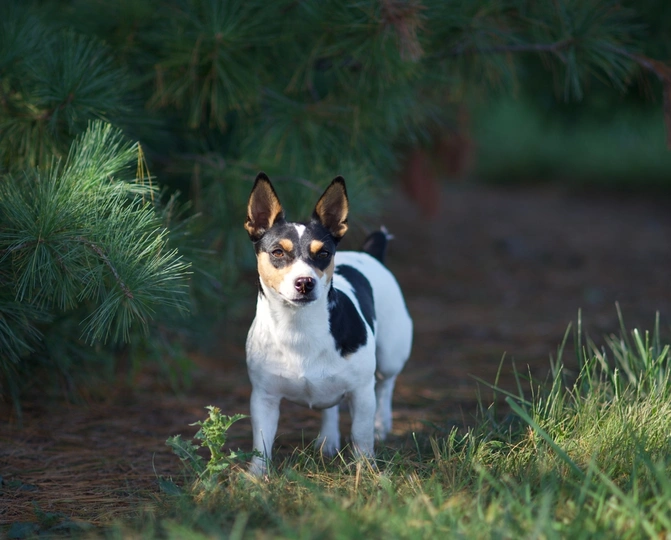 Teddy Roosevelt Terrier
