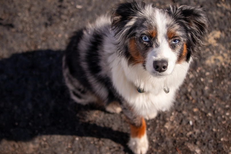 Toy Australian Shepherd