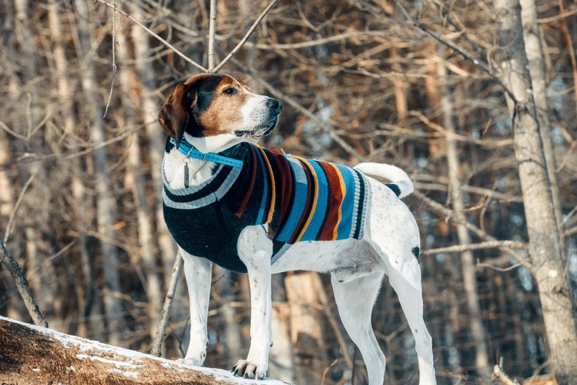 Treeing Walker Coonhound
