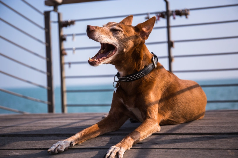 Podenco Andaluz