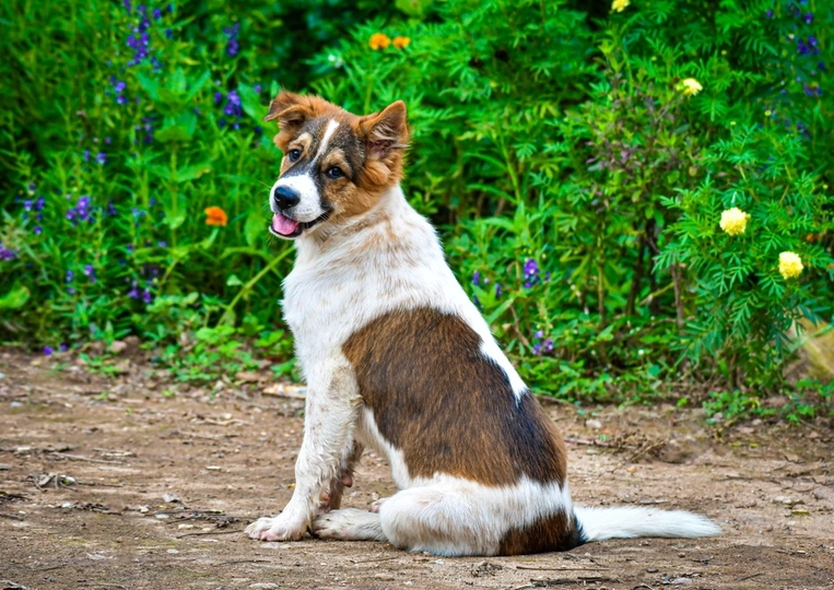 Thai Bangkaew Dog