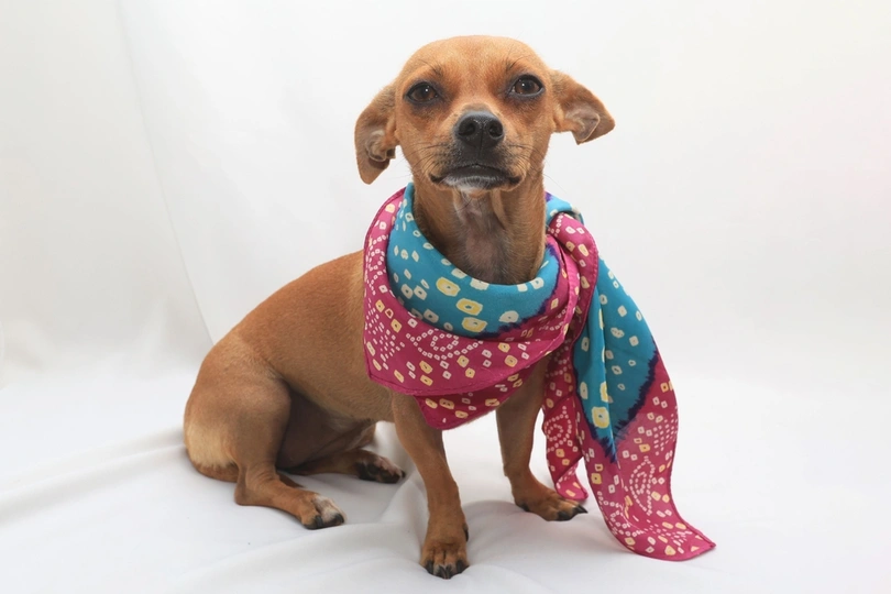 Chiweenie