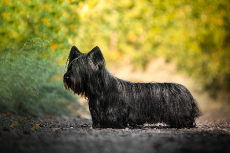 Skye Terrier