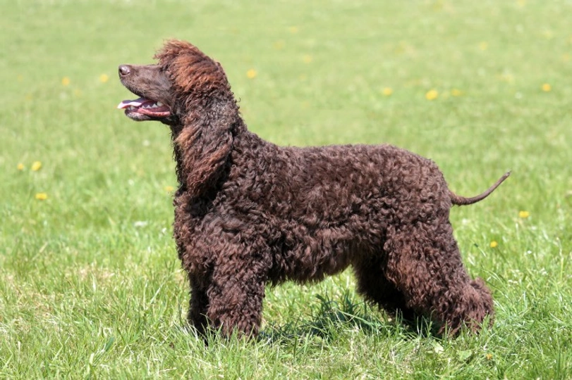 Ierse Water Spaniel