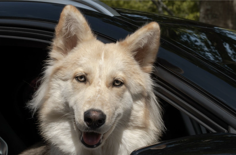 Gerberian Shepsky