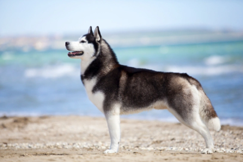 Husky Siberiano