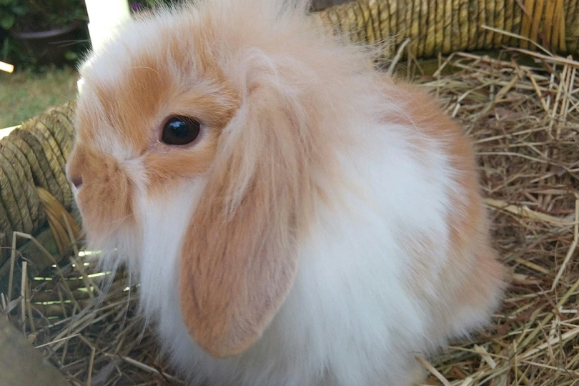 Mini Lion Lop