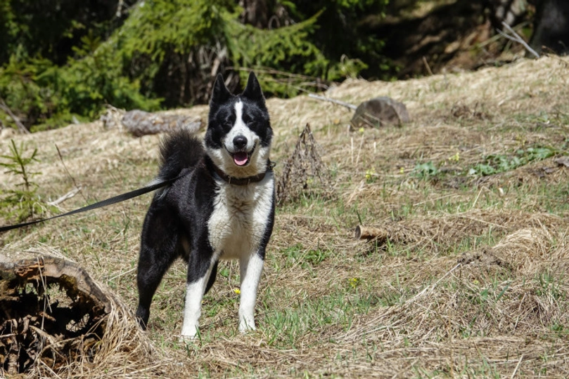 Cane da Orso della Carelia