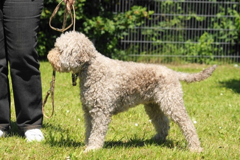 Lagotto Romagnolo