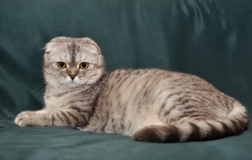 Scottish Fold