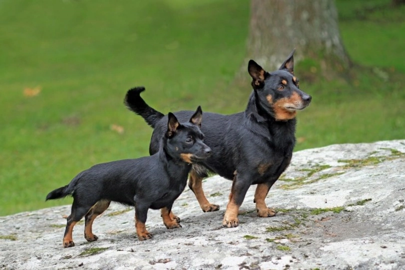 Lancashire Heeler