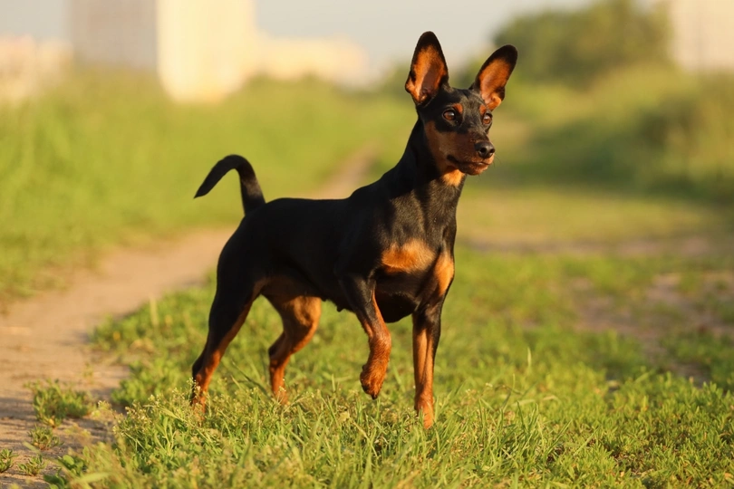 Miniature Pinscher