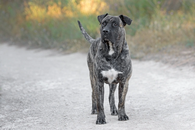 Presa Canario
