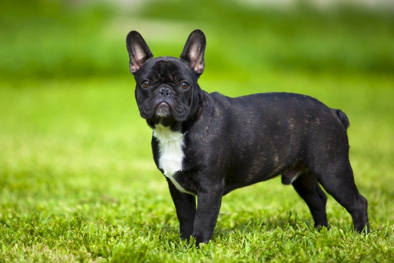 French Bulldog