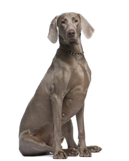 Weimarse Staande Hond korthaar