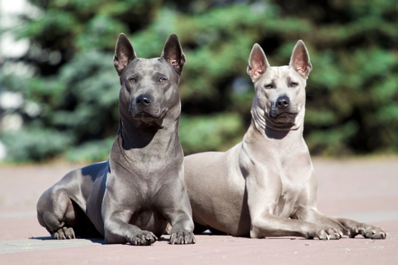 Thai Ridgeback