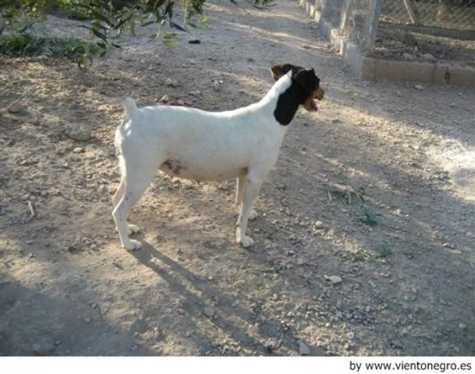 Ratonero Bodeguero Andaluz