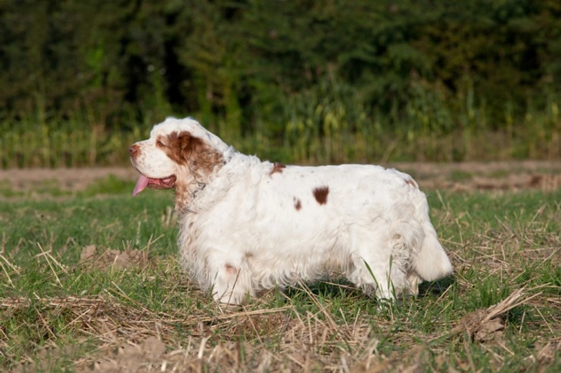 Clumber Spaniel