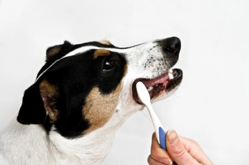 Cuidado dental de perros: guía completa