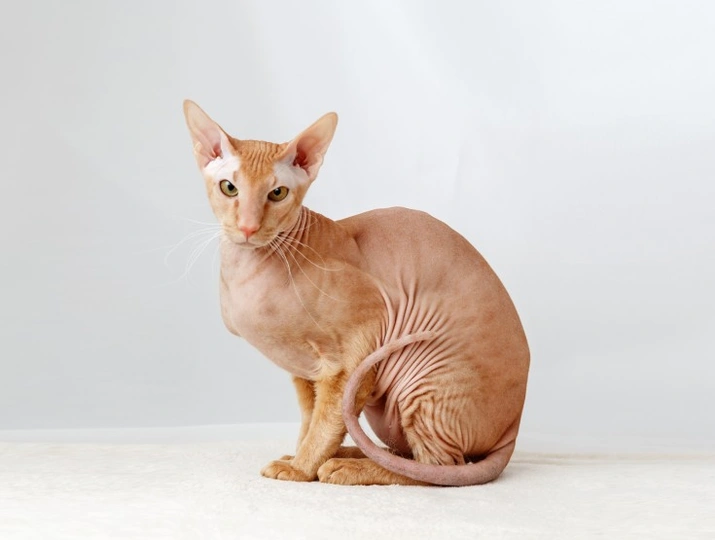 Peterbald