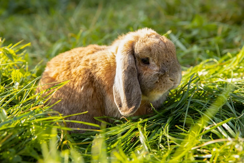 German Lop