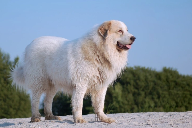 Pyrenean Mountain Dog