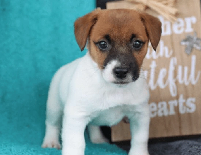 Russell Terrier