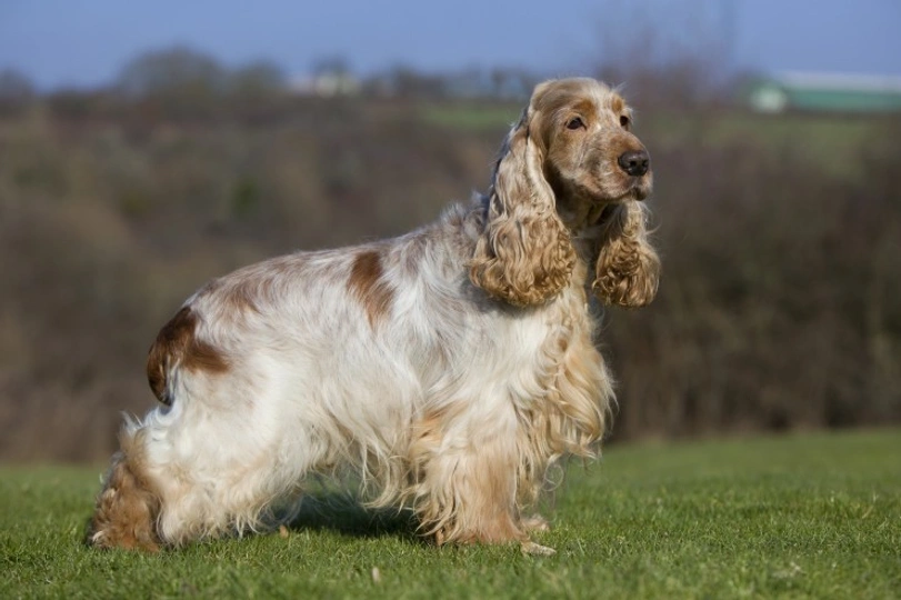 Cocker Spaniel