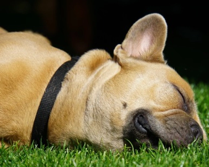 Bulldog francese: carattere, curiosità e tutto quello che devi sapere