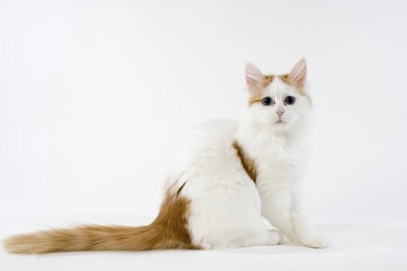 Turkish Van