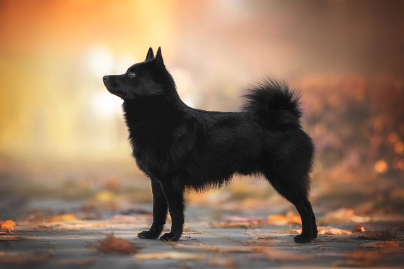Schipperke