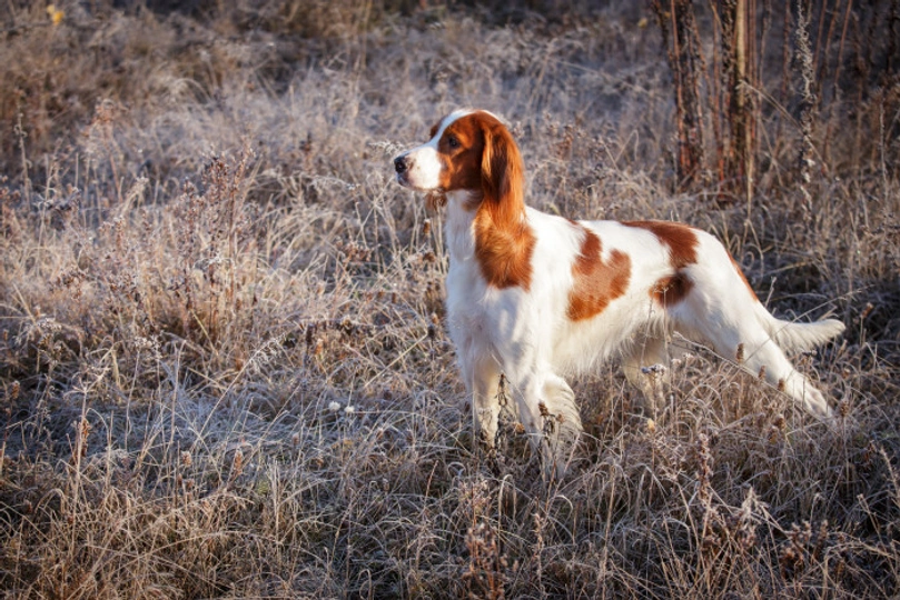 Irish Red and White Setter