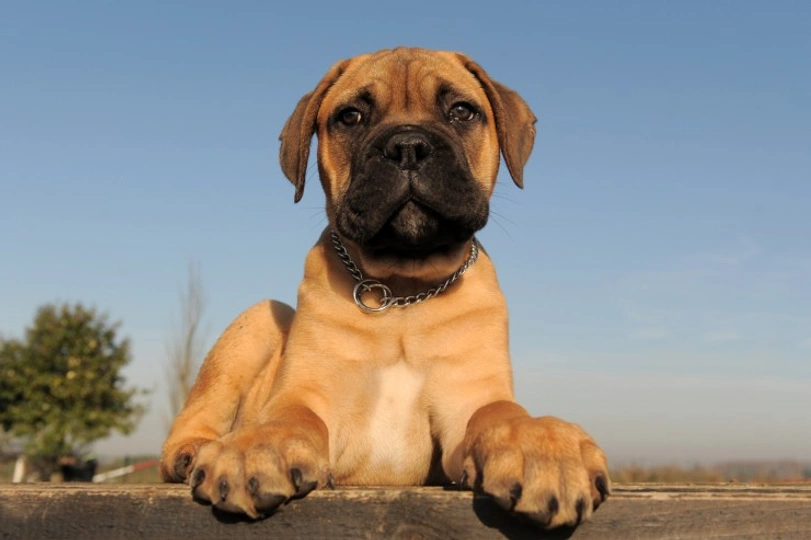 Bullmastiff