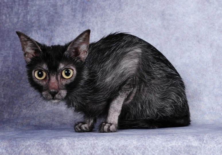 Lykoi
