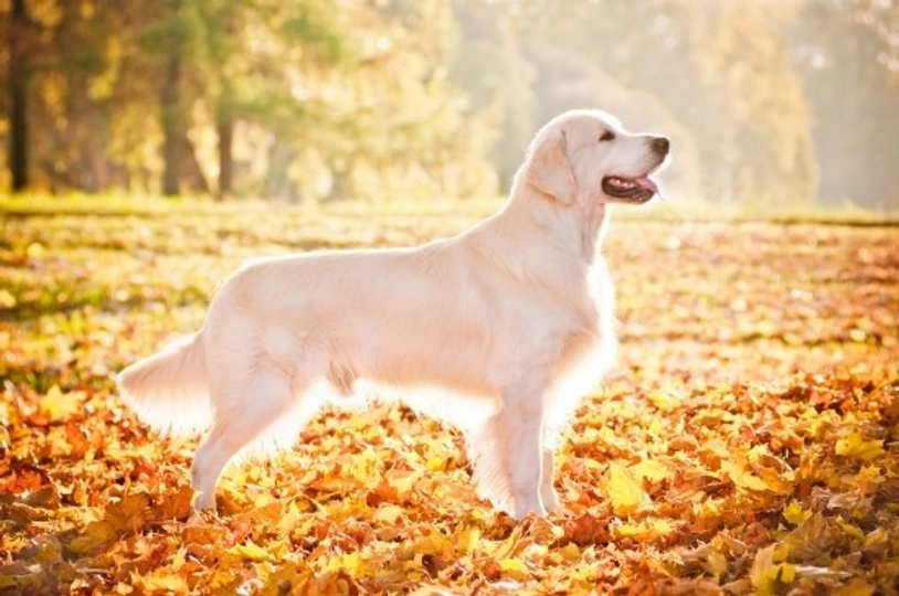 5 foto che ti daranno subito voglia di acquistare un Golden Retriever