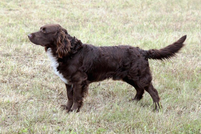 Wachtelhund