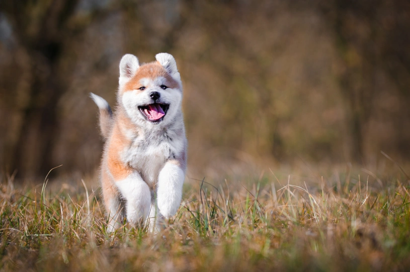 Akita inu bianco: carattere, prezzo e dove trovarlo